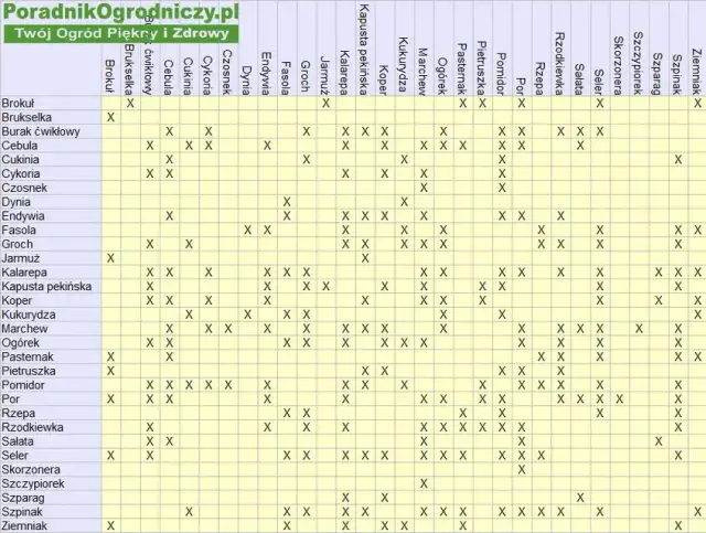 Kiedy siać kalarepę? Kalendarz siewu i sekrety obfitych zbiorów