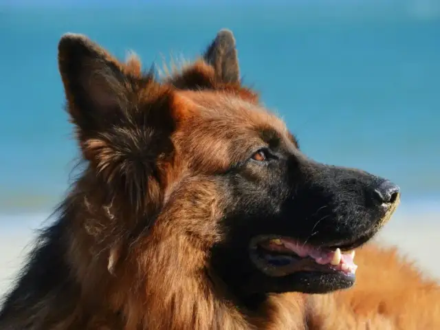 Ile lat żyje owczarek niemiecki - klucz do długowieczności