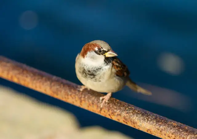 Wróble: Jak je odstraszyć humanitarnie i zgodnie z prawem?