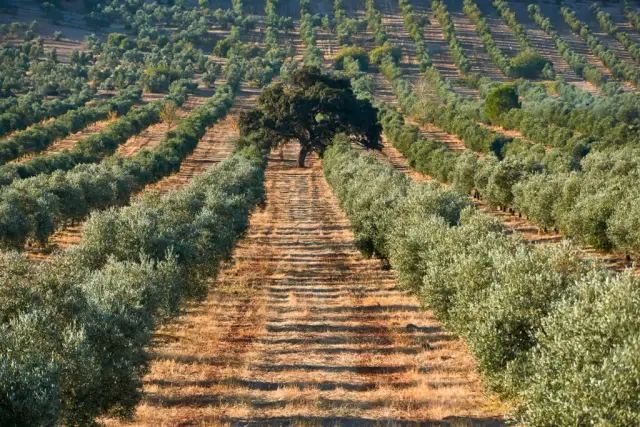 Cuándo plantar olivos: la clave para un cultivo exitoso y saludable