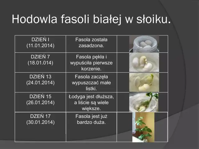 Hodowla fasoli w słoiku: Kompletny poradnik krok po kroku