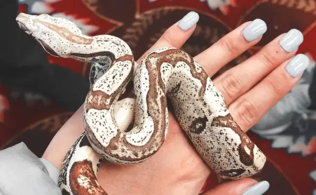 Sennik: Wąż we śnie co oznacza? Odkryj ukryte przesłanie!