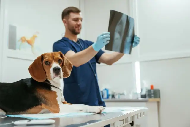 Beagle leży na stole w gabinecie weterynaryjnym, a lekarz w tle ogląda zdjęcie rentgenowskie.