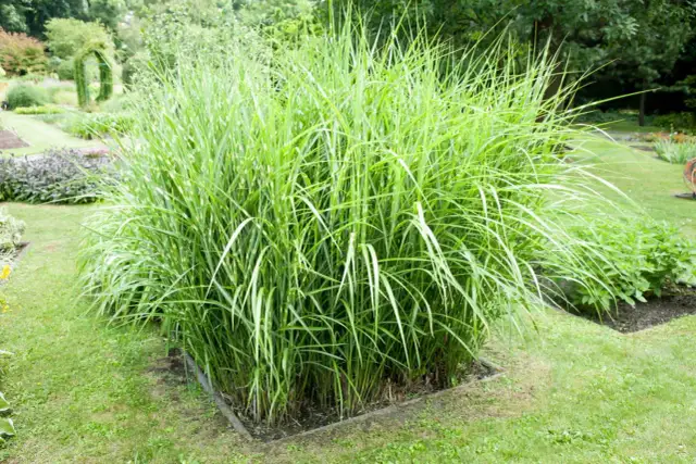 Miskant zebrinus co ile sadzić - uniknij błędów w rozstawie