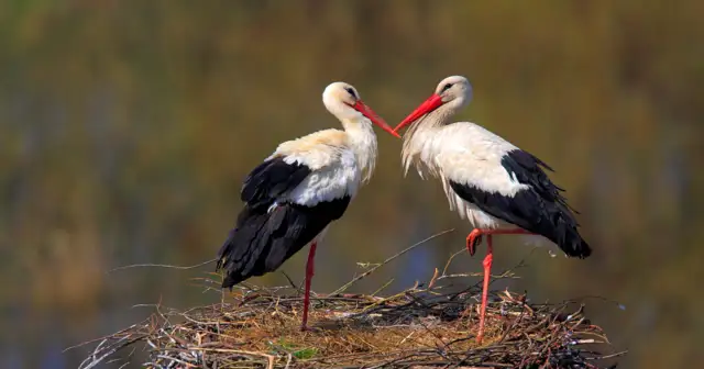 Kiedy bocian znosi jajka? Terminy, sekrety lęgu i kalendarz w Polsce.