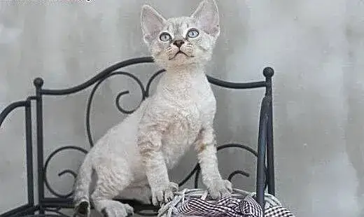 Devon Rex w śląskim – Gdzie znaleźć zdrowe kocięta z rodowodem