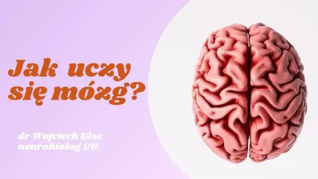 Jak uczy się mózg pdf - poznaj sekrety nauki i efektywnego uczenia się