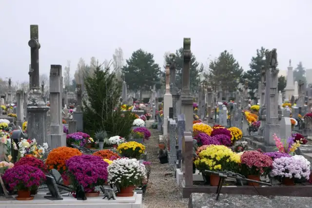 Jakie kwiaty na cmentarz zimą? Odkryj odporne rośliny na mróz