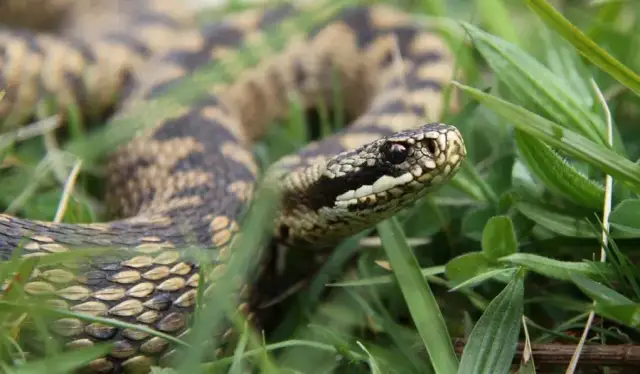 Żmija zygzakowata: Wąż czy nie? Jak ją rozpoznać i co robić?