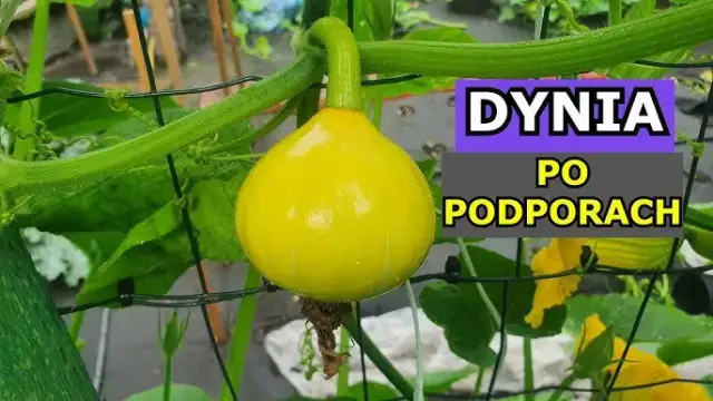 Uprawa dyni w Polsce: Krok po kroku do obfitych zbiorów!