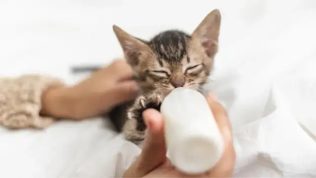 Ile mały kotek powinien jeść, aby uniknąć problemów zdrowotnych?