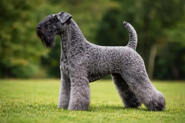 Elegancki kerry blue terrier z charakterystyczną brodą, prezentuje się dumnie na zielonej trawie.