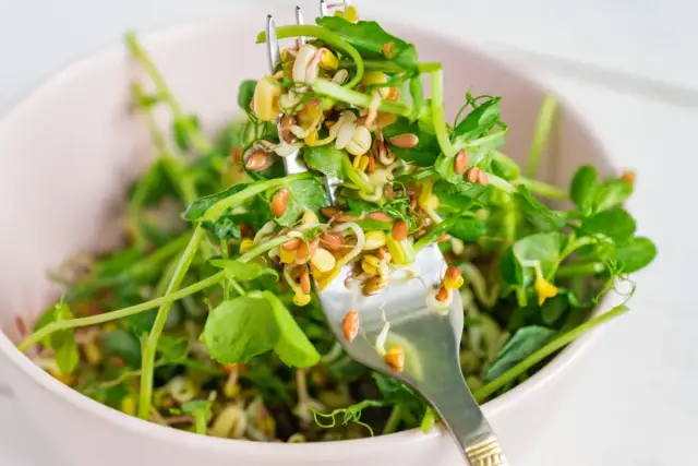 Kiełki w sałatce: Jak unikać bakterii i jeść bezpiecznie?