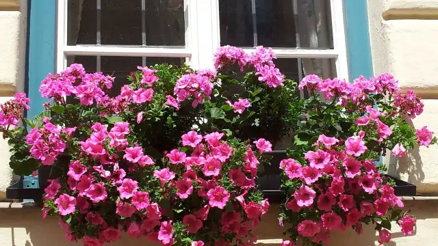 Czy nawozem do surfinii można podlewać pelargonie? Oto odpowiedź!