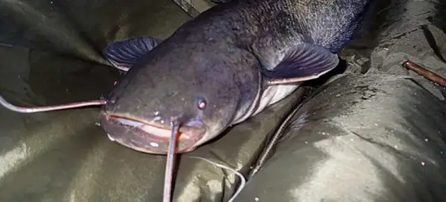 Skuteczna zanęta na sumy: najlepsze przepisy i sprawdzone metody