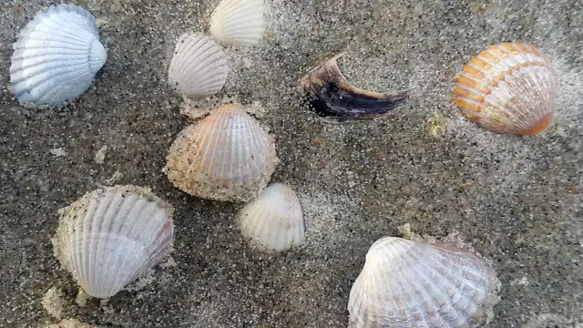 Jakie muszle w Bałtyku? Rozpoznaj swoje plażowe skarby!