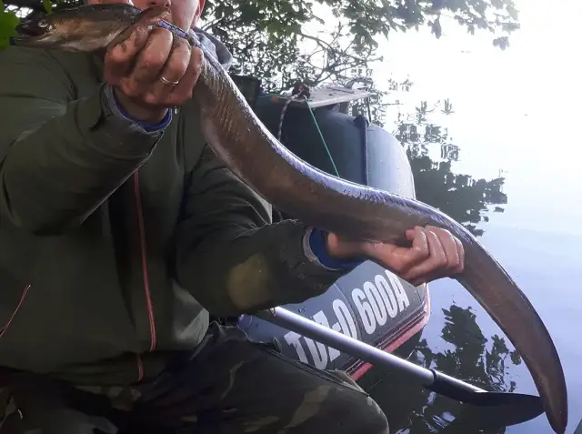 Rekord węgorza w Polsce – zaskakujące osiągnięcia i kontrowersje