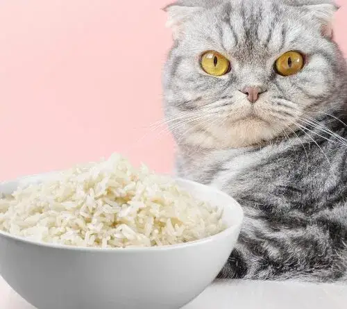 Czy koty mogą jeść ryż? Sprawdź, co musisz wiedzieć o diecie kota