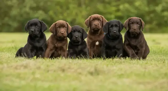 Jak karmić szczeniaki 2 dniowe, aby zapewnić im zdrowy start