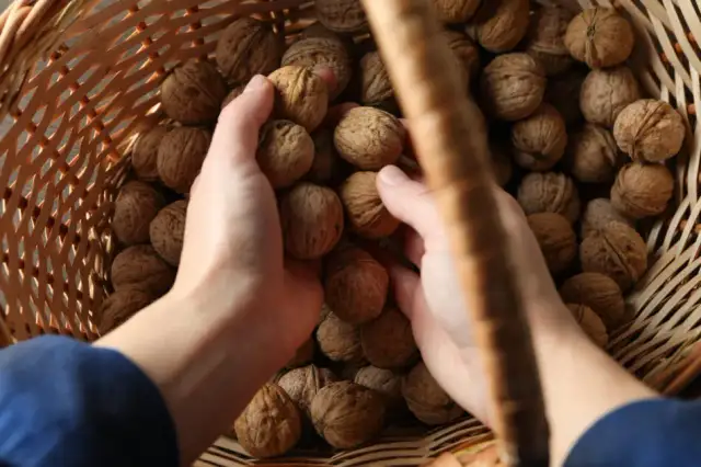 Kiedy jest sezon na orzechy włoskie i jak nie przegapić zbiorów