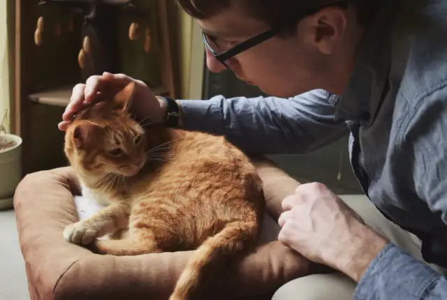 Mężczyzna głaszcze rudego kota. Trudna decyzja, ile kosztuje eutanazja kota, gdy przychodzi czas pożegnania.
