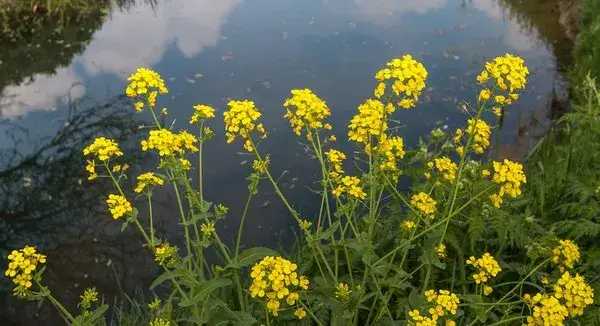Ognicha polna: Jak rozpoznać i skutecznie zwalczać uciążliwego chwasta?