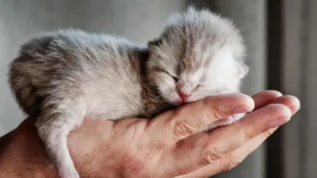 Jak wyglądają małe kotki? Odkryj ich urok i wyjątkowe cechy