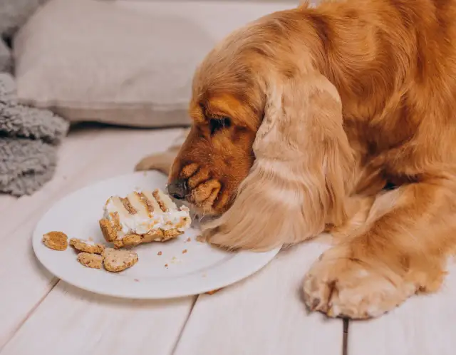 Chleb z masłem dla psa? Poznaj ukryte zagrożenia i alternatywy