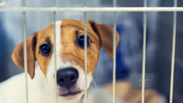 Adopcja szczeniaka ze schroniska: Znajdź i przygotuj idealny dom