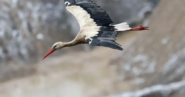 Odlot bocianów z Polski: Kiedy, dlaczego i co z tymi, co zostają?
