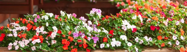 Kwiaty na balkon, które nie potrzebują słońca – piękne rośliny do cienia