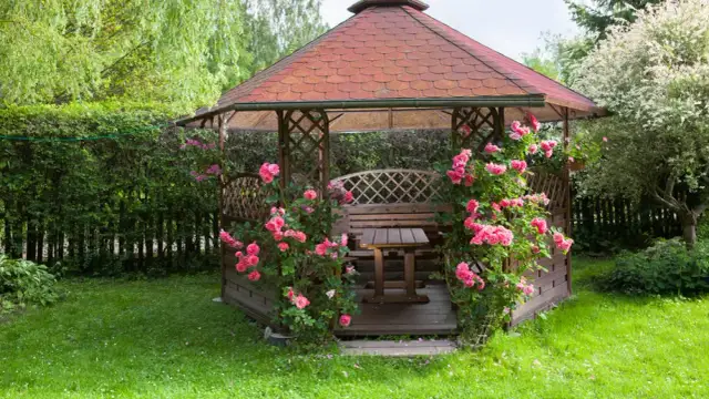 Co na pergole: najlepsze rośliny pnące, które łatwo pielęgnować