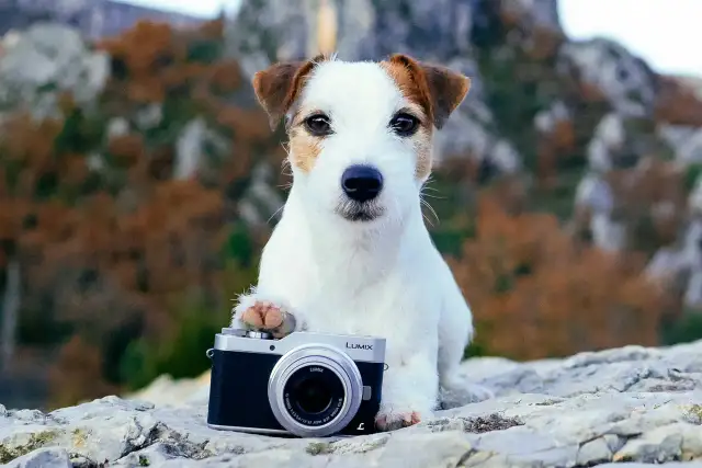 Test aparatu Lumix GX800: Funkcje, opinie, szczegółowe recenzje