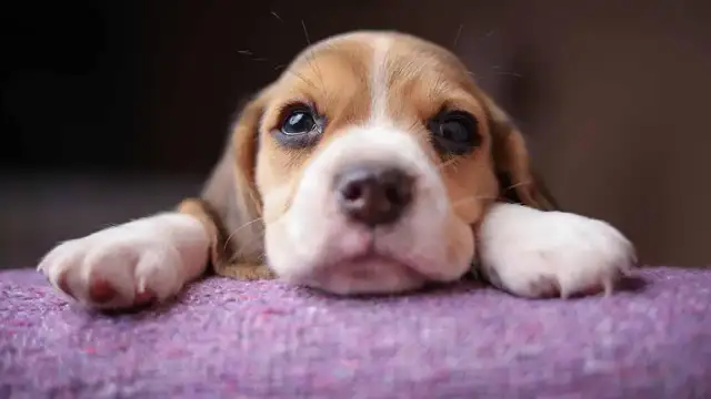 Kiedy można oddać szczeniaki? Nie rób tego za wcześnie!