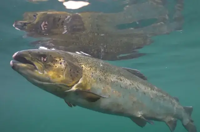 Czy łosoś występuje w Bałtyku? Fakty o zagrożonej populacji ryb