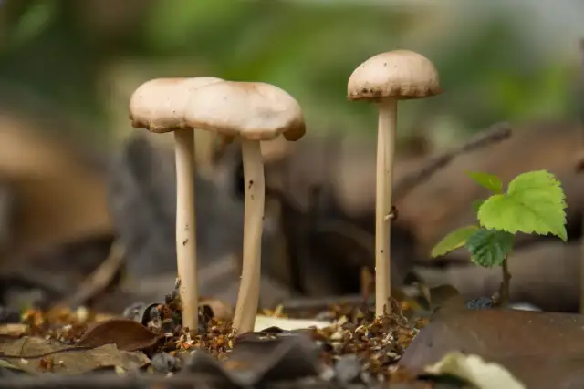 Grzyby halucynogenne w Polsce: Identyfikacja, prawo i ryzyko