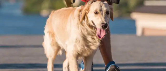 Jak obroża dla szczeniaka goldena może zapewnić komfort i bezpieczeństwo