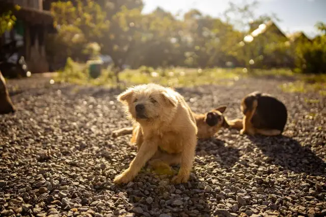 Dlaczego szczeniak się drapie? Poznaj przyczyny i pomóż pupilowi!