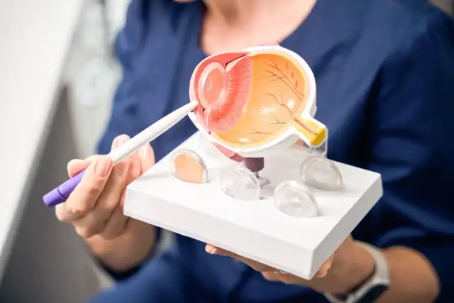 Model oka z zaznaczonymi soczewkami, trzymany przez osobę w granatowym ubraniu.