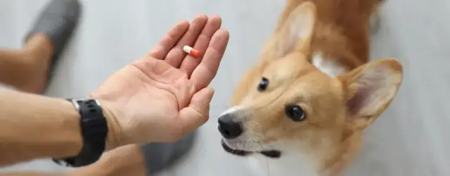 Jakie witaminy dla psa zapewnią mu zdrowie i długie życie