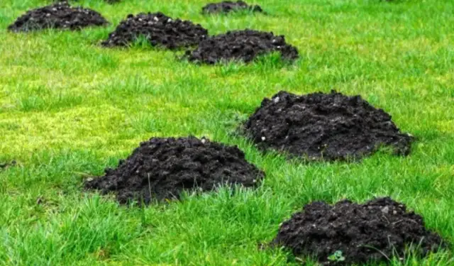 Skuteczne sposoby na pozbycie się kretów z działki bez bólu