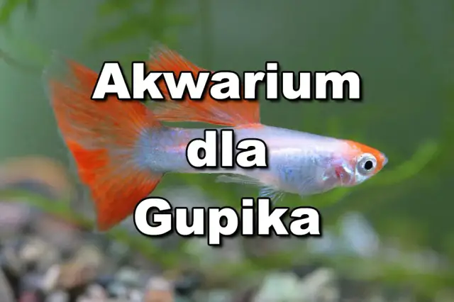 Ile gupików w akwarium? Oto, co musisz wiedzieć, aby uniknąć problemów