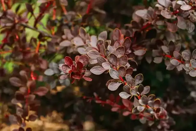 Co ile sadzić berberys na żywopłot, by uniknąć błędów w ogrodzie