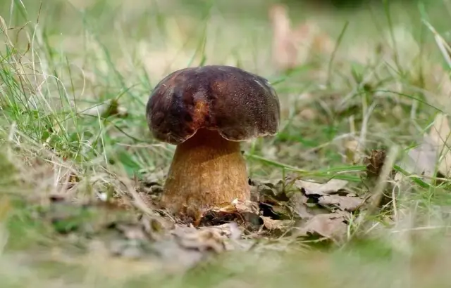 Jak rozpoznać borowika brązowego: charakterystyczne cechy wyglądu grzyba