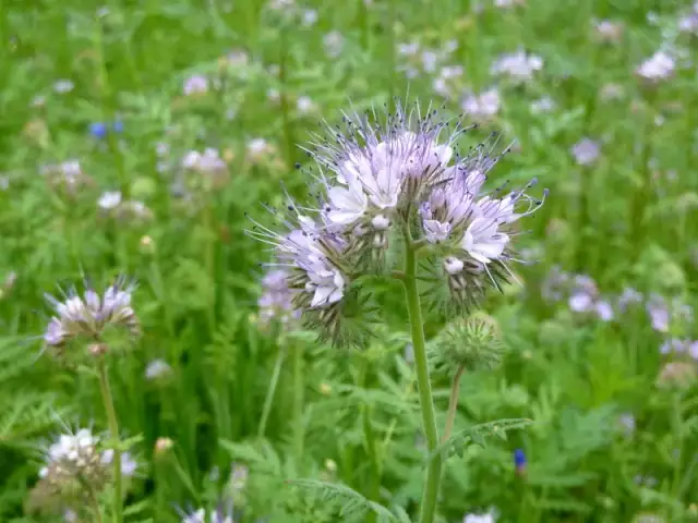 Siew facelii dla pszczół: Jak zapewnić obfity pożytek miodny