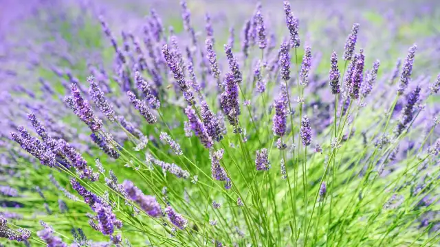 Kiedy sadzić sadzonki lawendy do gruntu, aby uniknąć niepowodzeń?