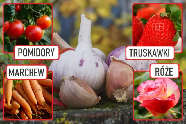 Czego nie sadzić obok czosnku, aby uniknąć problemów w ogrodzie