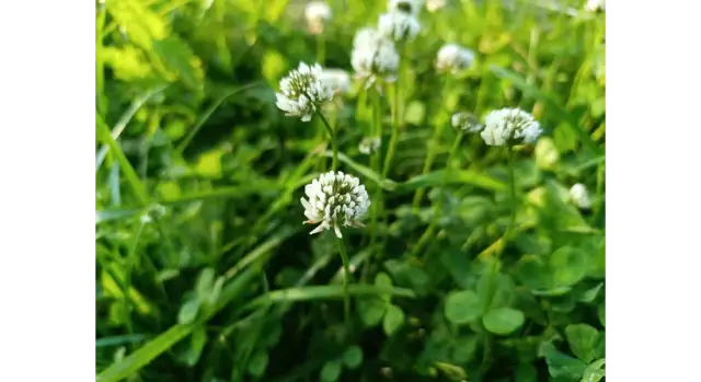 Co uprawiać na 6 klasie ziemi? Rośliny na trudne gleby