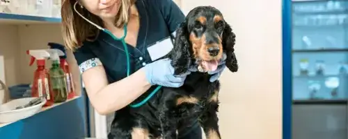 Jak trzymać psa u weterynarza, aby uniknąć stresu i bólu?