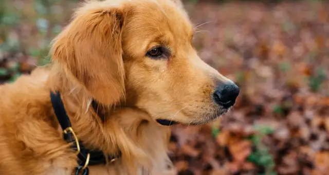Ile karmy dla szczeniaka golden retriever? Oto kluczowe wskazówki